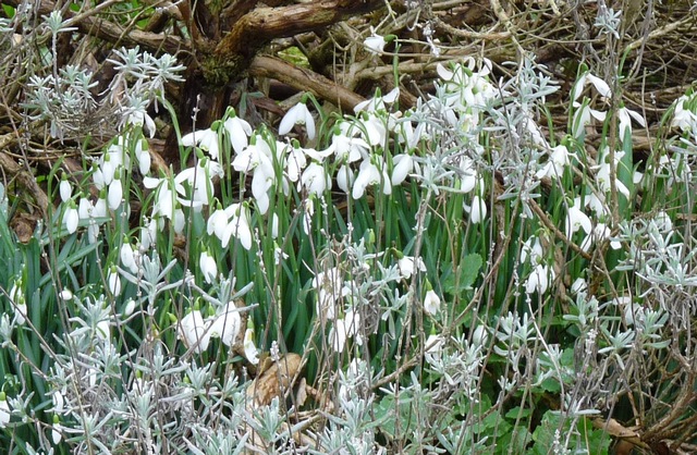 early snowdrops c r